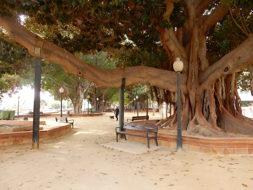 Alicante Food Tours: Compare Routes, Prices and What You Eat