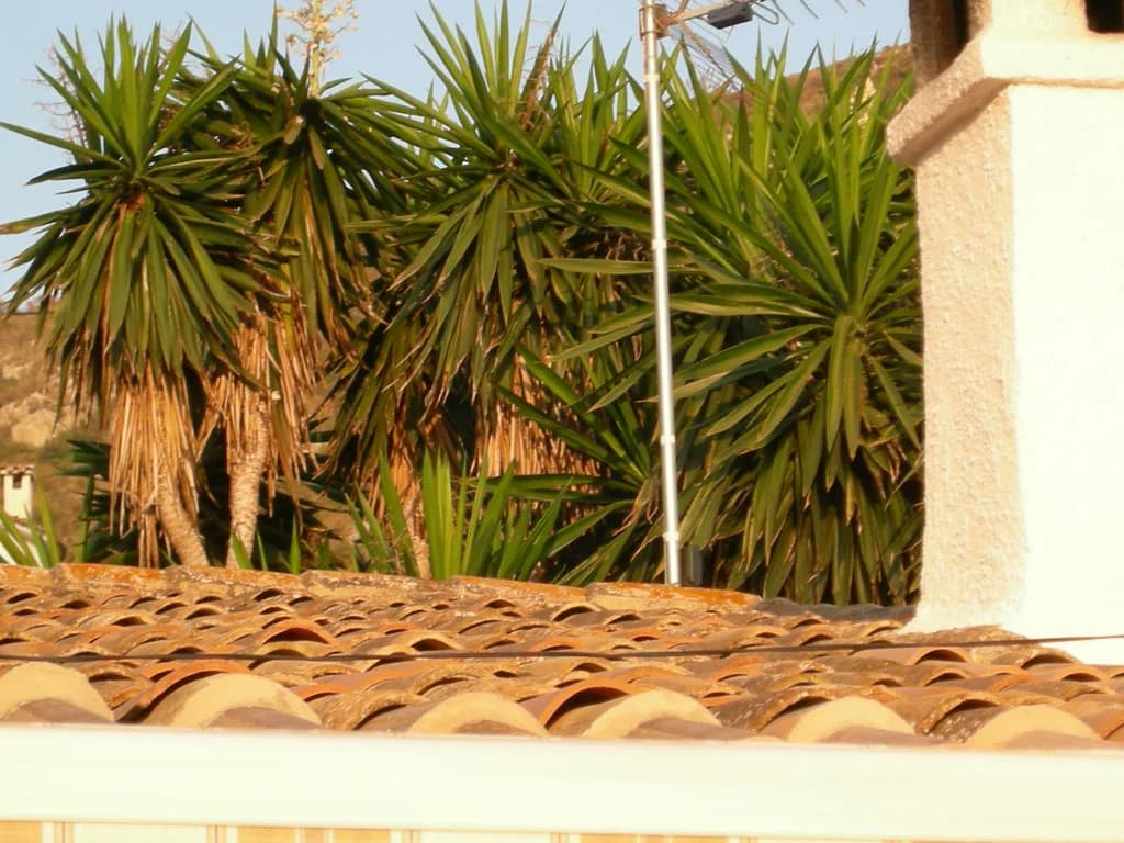 Best Paella in Alicante: Rice Restaurants Worth Booking