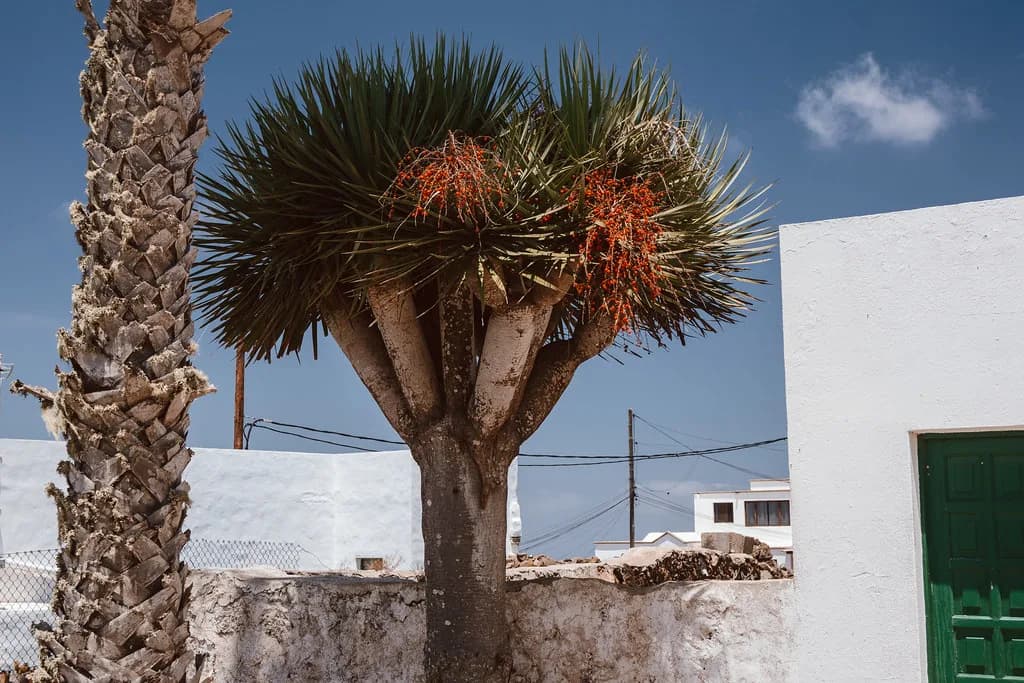Best Tapas in Lanzarote: Where to Eat and What to Order