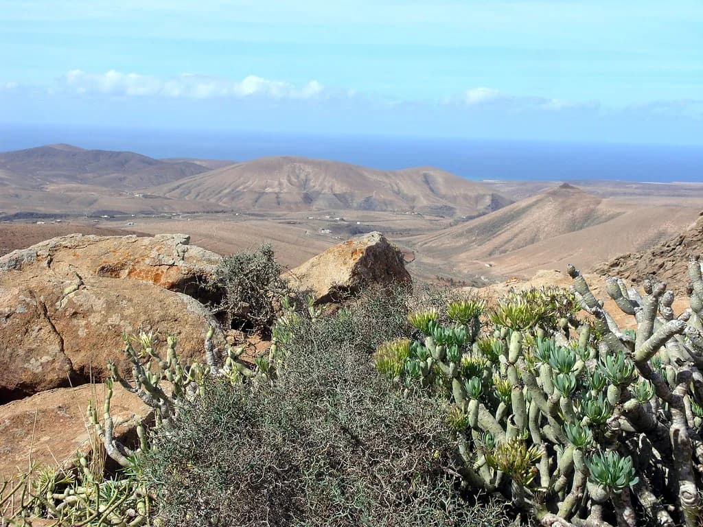 Fuerteventura Food: What to Eat and Where to Find It