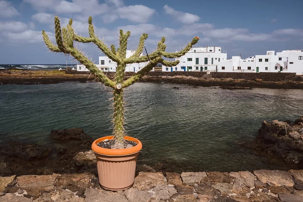What to Eat in Lanzarote: Canarian Dishes Worth Ordering