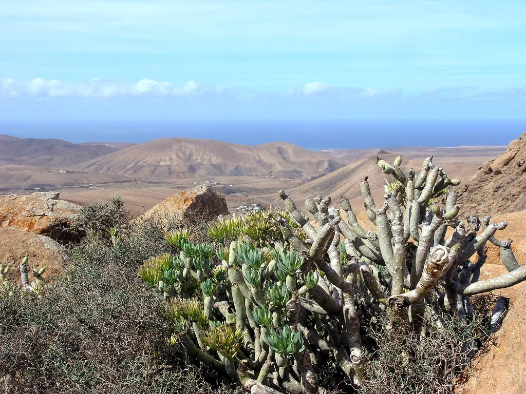 Sparse Vegatation, Fuerteventura