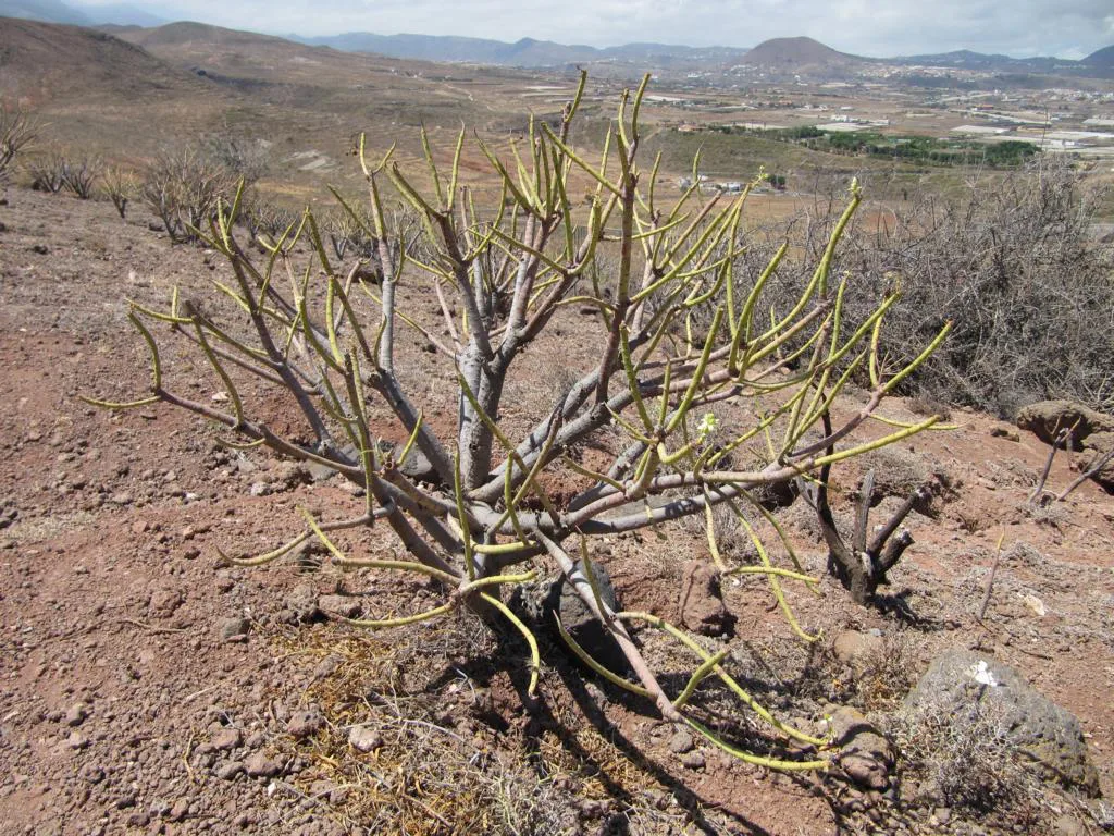 Euphorbia sp., Gran Canaria