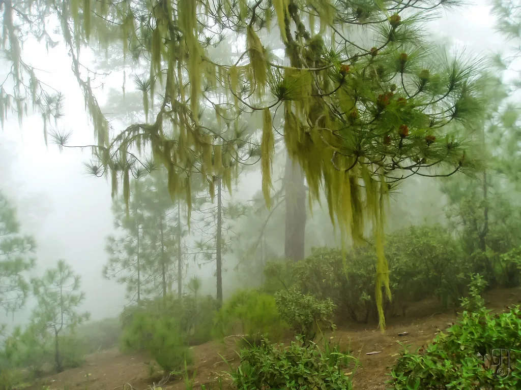 Canary Island Pine with Alectoria, lichen (Gran Canaria, Spain)