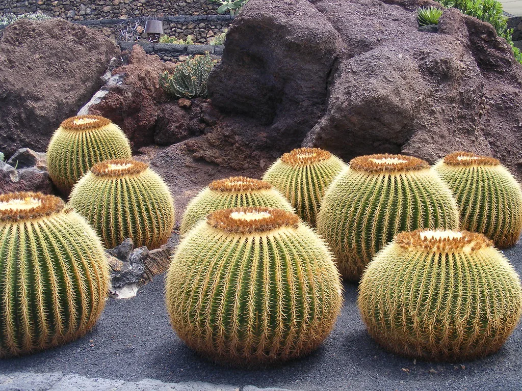 August, Lanzarote
