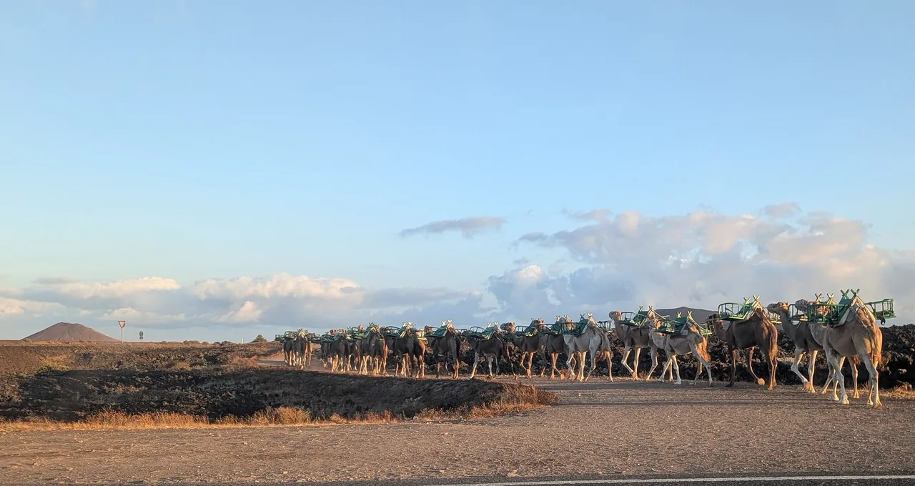 Lanzarote Dromedario