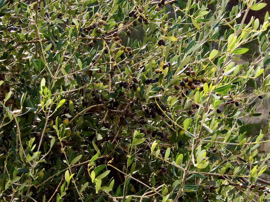 I Love Olives, Málaga