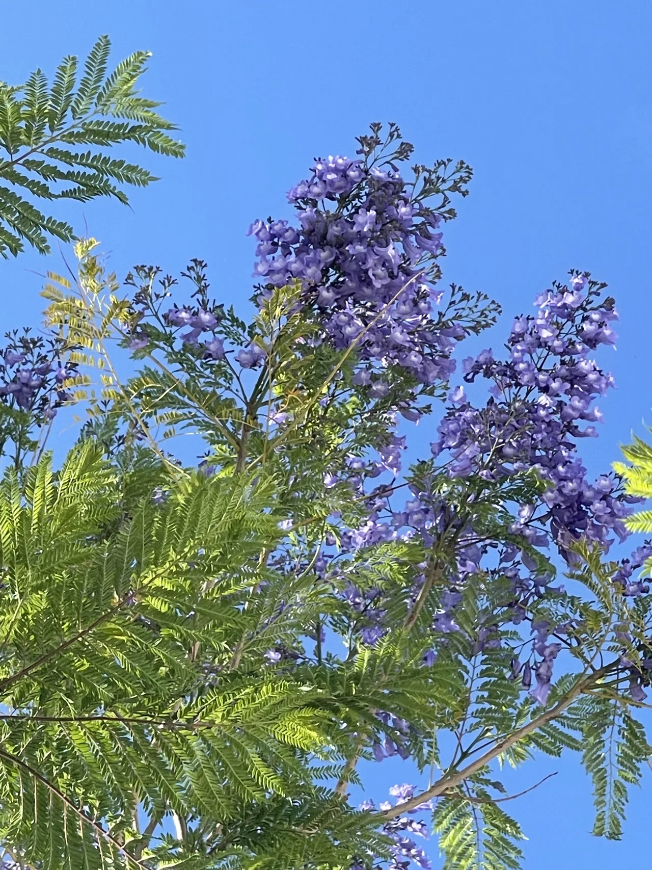 Jacaranda Tree Blooming In My Garden, Málaga