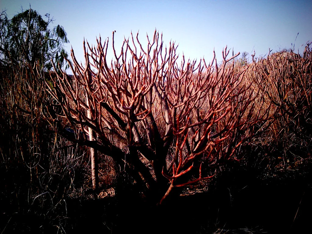 julio . vignette, Tenerife