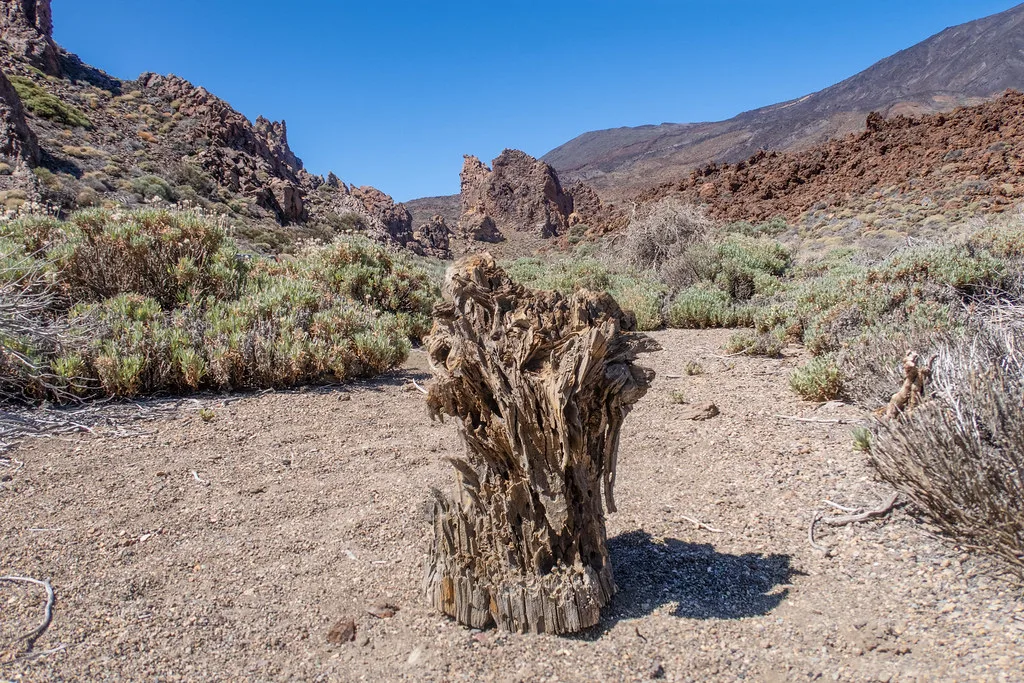 mimetisme ou concours entre minéral et végétal?, Tenerife
