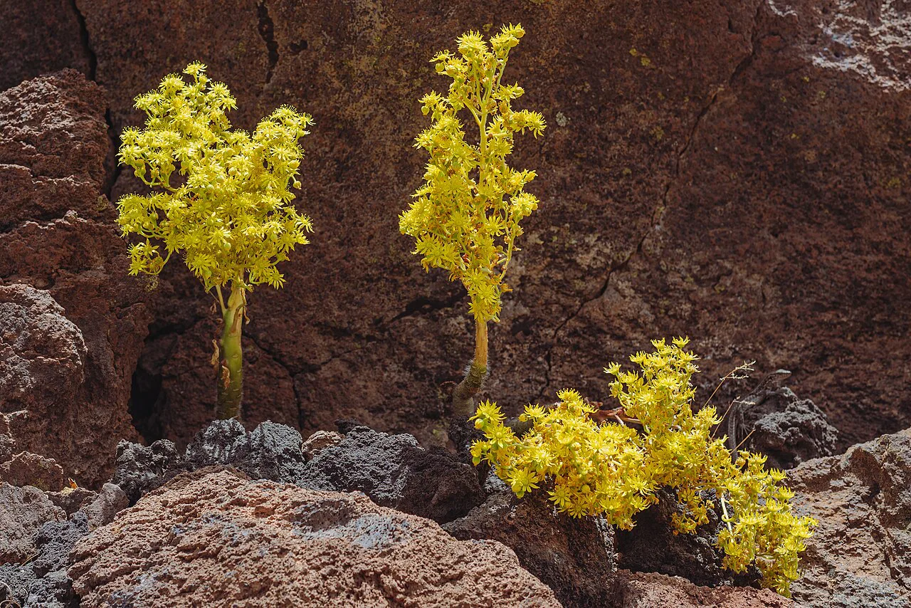 Aeonium smithii, Tenerife