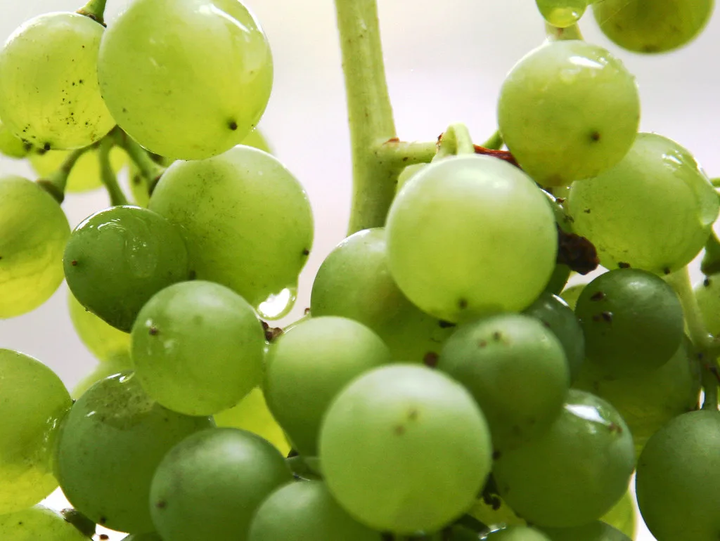 Racimo de uvas - Tenerife
