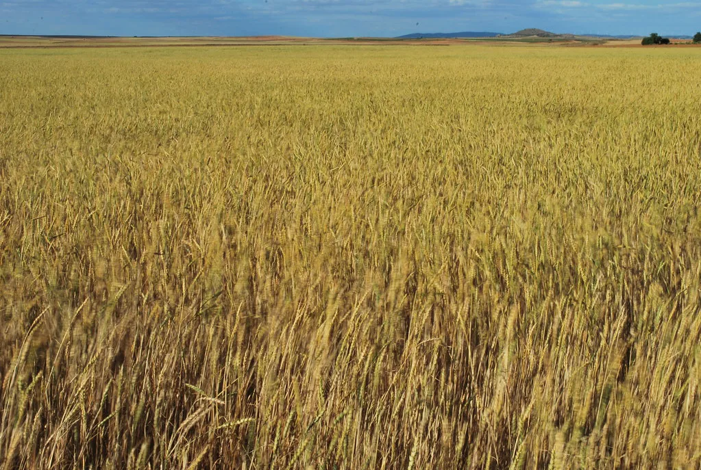 Mar amarillo, Toledo